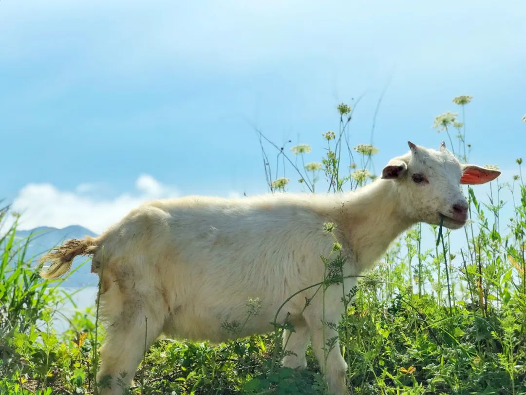 好久不见，嵊泗想念——一场色彩之旅