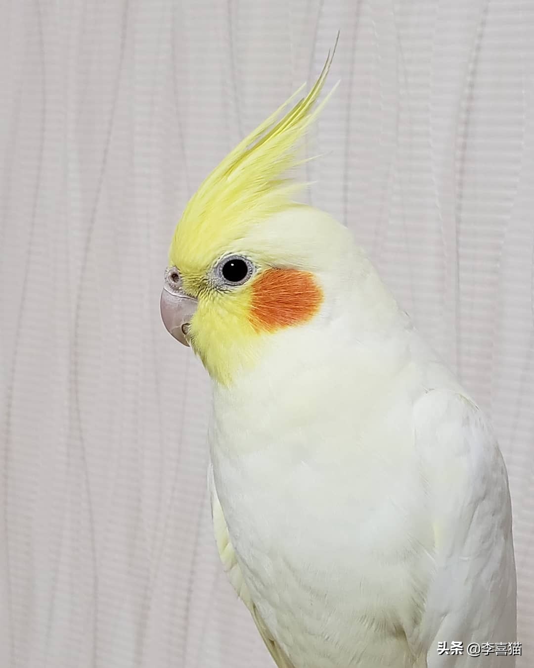 辟谣：鹦鹉虽然很可爱但不是所有的都能养，喜欢的话可以养这三种