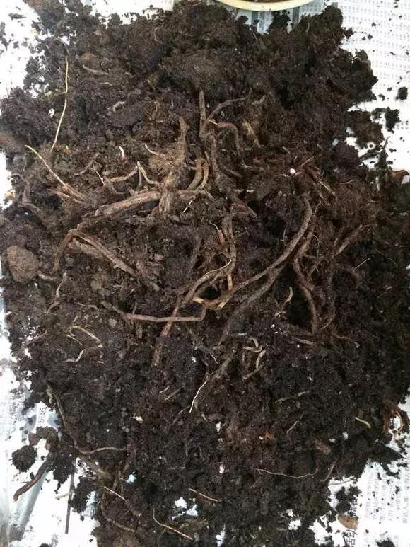 红掌枯萎还会长新叶吗,红掌黄叶腐烂枯萎怎么补救