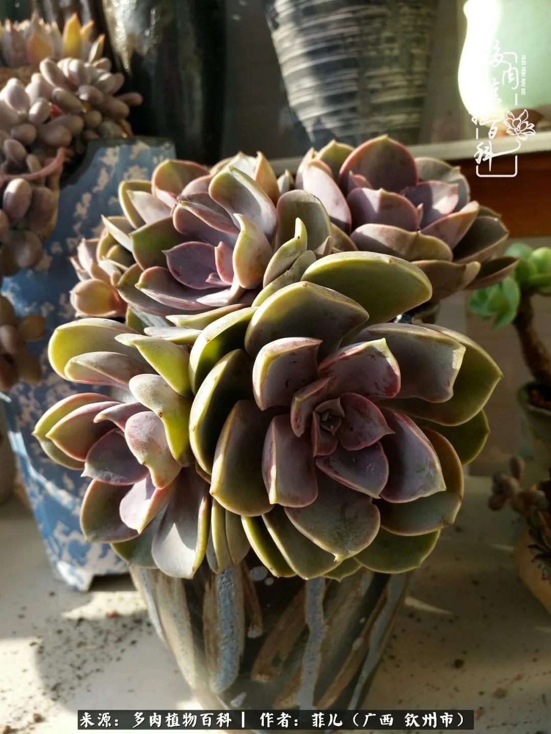 多肉相伴的感悟,与多肉为伴的时光真的很美好