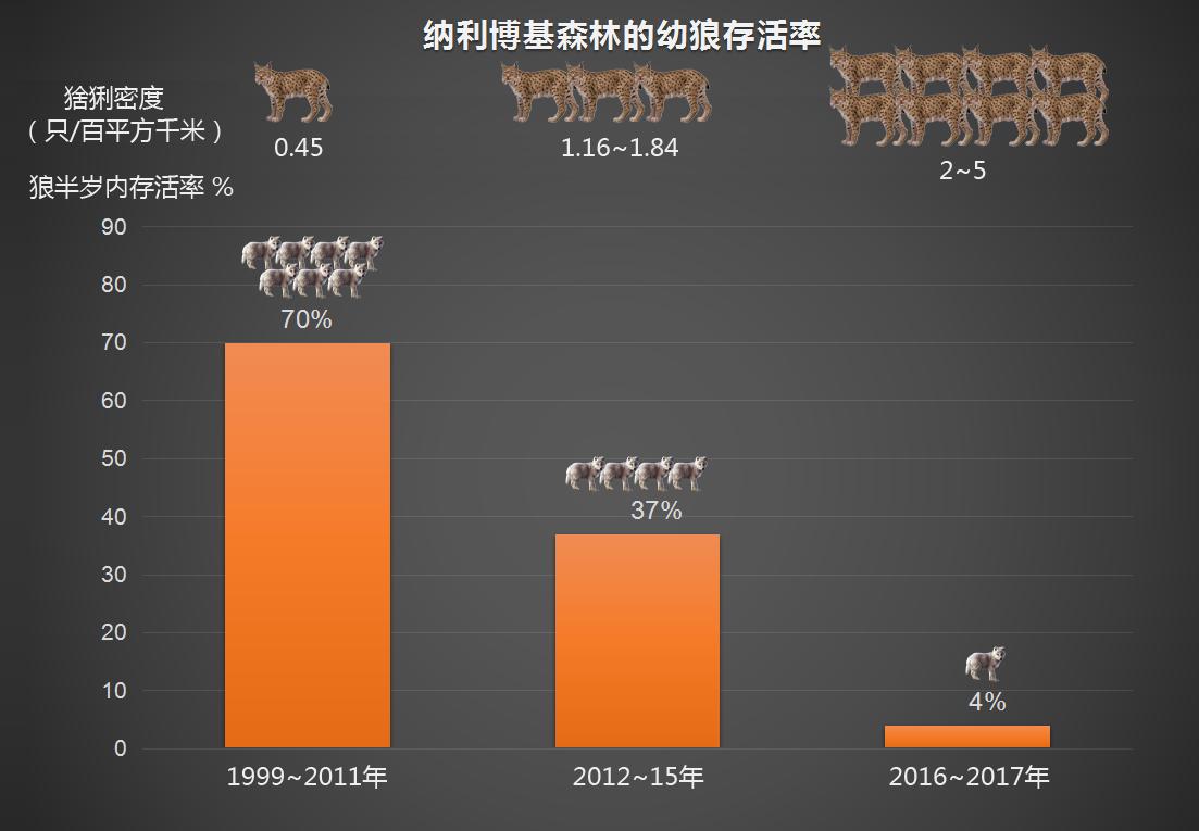 猞猁首次现身云南狼群将遭到威胁,猞猁凶残到什么程度的