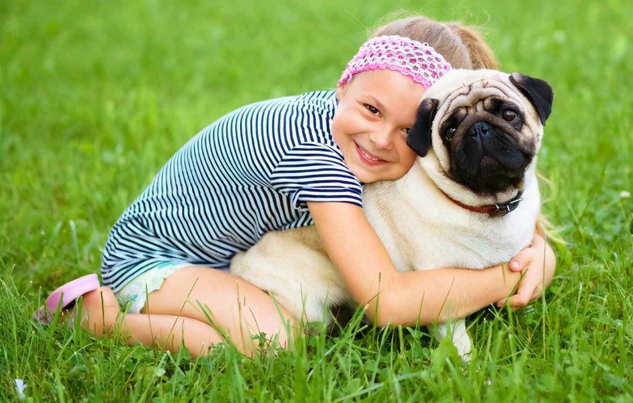 巴哥犬好养吗斗牛犬好养吗,巴哥犬为什么禁养