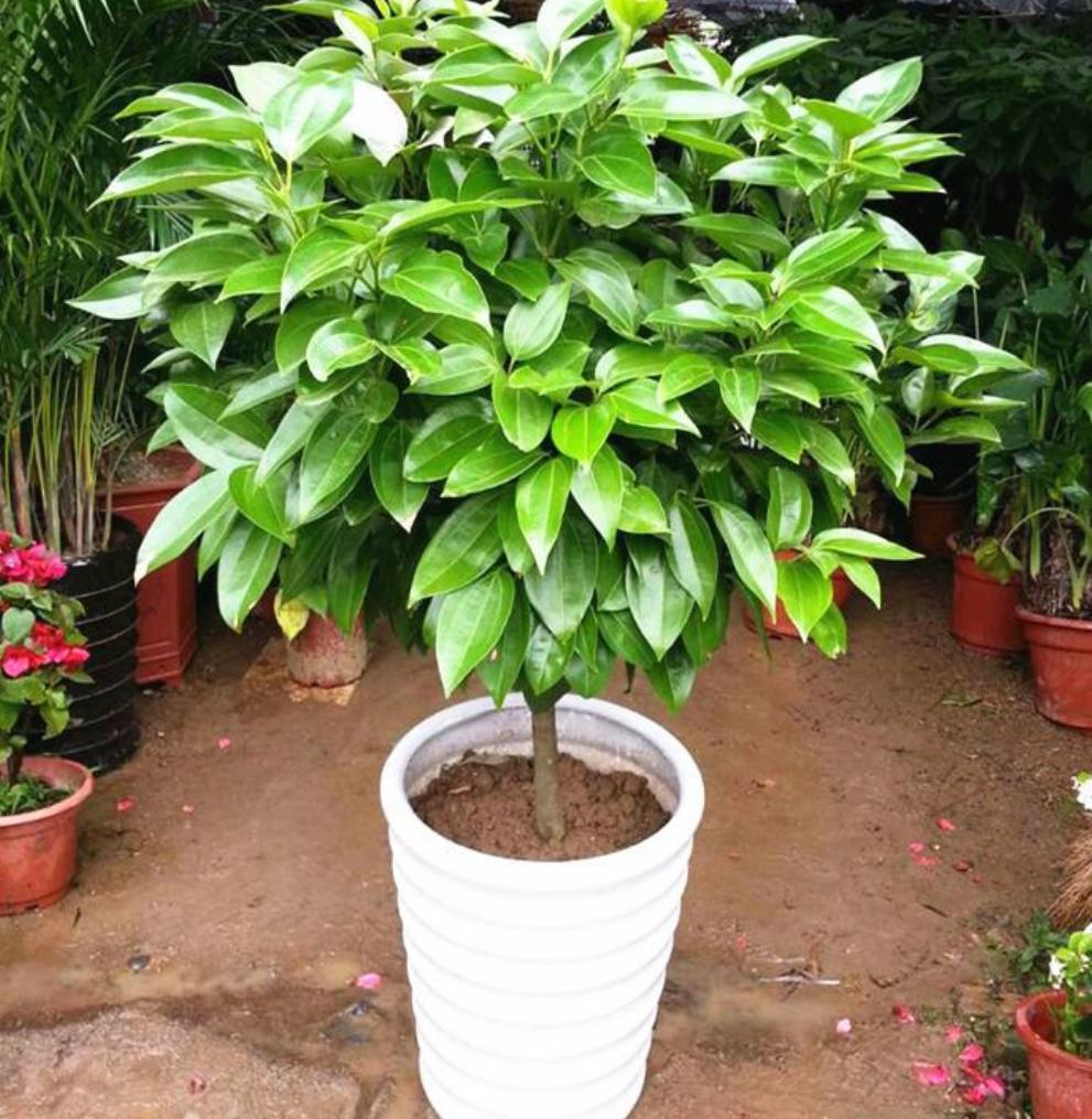 平安树叶子下垂枯萎发蔫怎么办,平安树叶子下垂发蔫干枯怎么办