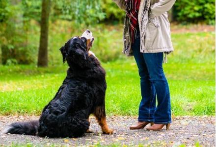遇到准备挨攻击的狗怎么办,遇到狗攻击怎么对付