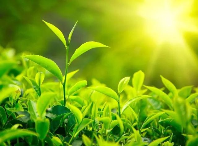 为了开出一张有质量的处方，得背背这个