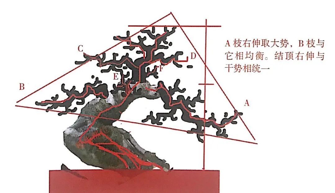 小榆树盆景设计100种形态,榆树盆景用的榆树是什么品种