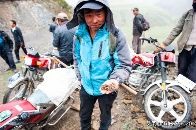 “疯狂”虫草一根卖到30元，中国最大虫草地，5月开挖孩子放假