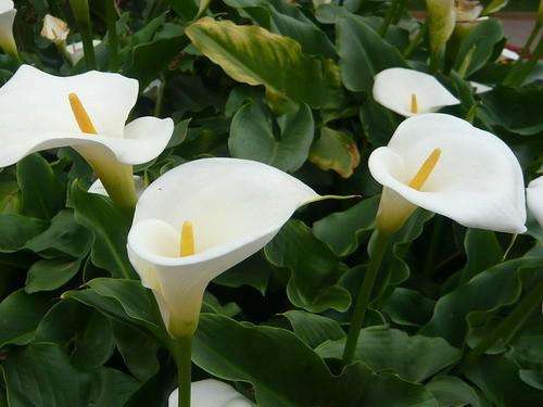 马蹄莲怎样养才开花多,马蹄莲要怎么养才会开花