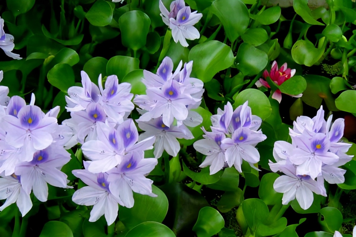 曾经泛滥的水葫芦为什么消失了,曾经入侵中国的水葫芦都去了哪里