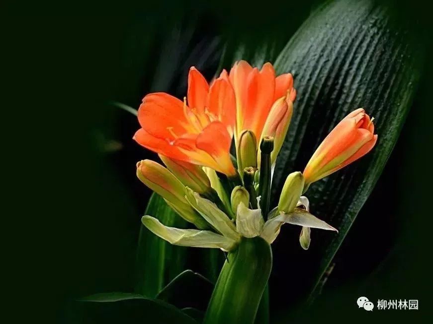 父亲节折什么花给父亲好,父亲节送给父亲什么