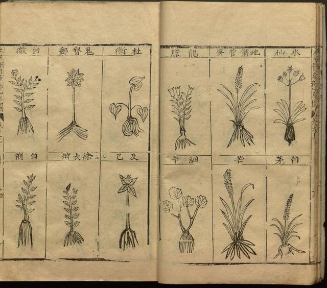 本草纲目中插图是李时珍画的吗,本草纲目李时珍插图