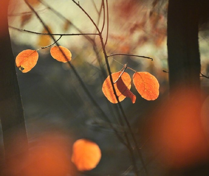 诗中有画的意境,诗中有画的作品