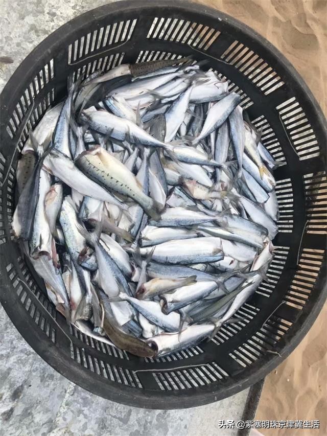 东戴河旅行真正的海景度假村,辽宁海边度假村自由行攻略