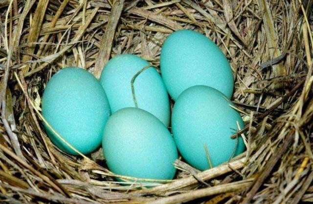 国际权威色彩机构潘通2020流行色,流行色为什么是潘通说了算