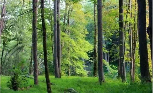 黑胡桃三种颜色顺序,十大黑胡桃木品种