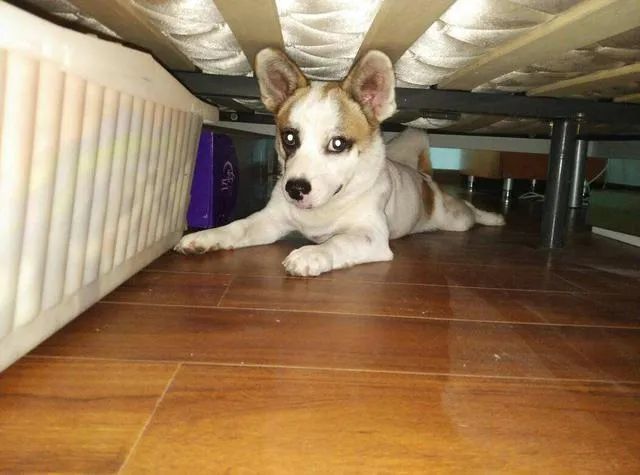 狗狗躲在床底下是表达什么意思,狗狗为什么喜欢躲床底下睡觉