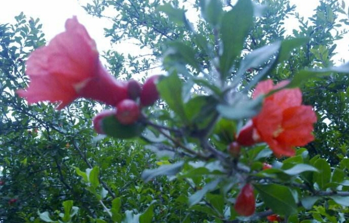 盆栽石榴树什么品种是甜的,石榴树带果实能用水培繁殖