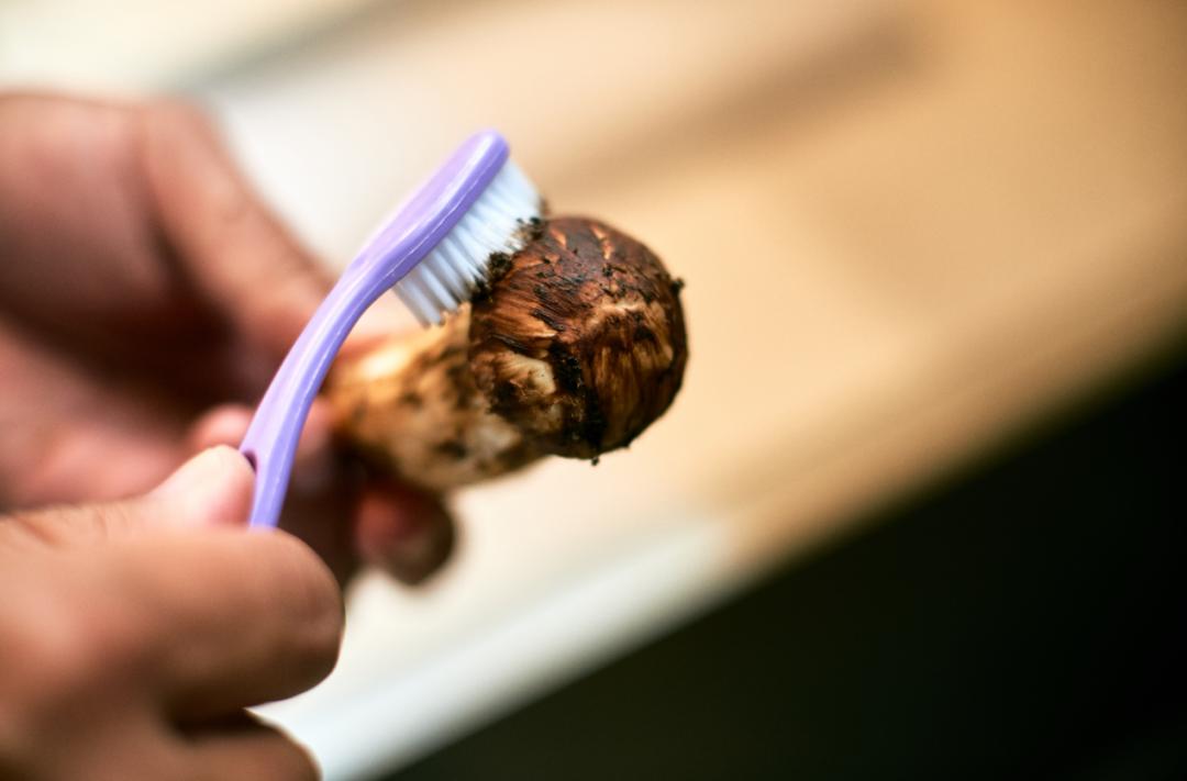 新鲜松茸最佳吃法,新鲜松茸清洗后吸水量大保存方法