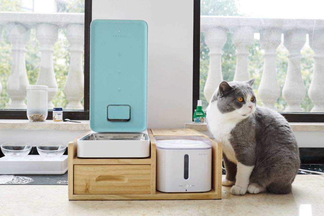 带猫回家过年注意事项萌宠指南,猫咪春节寄养指南