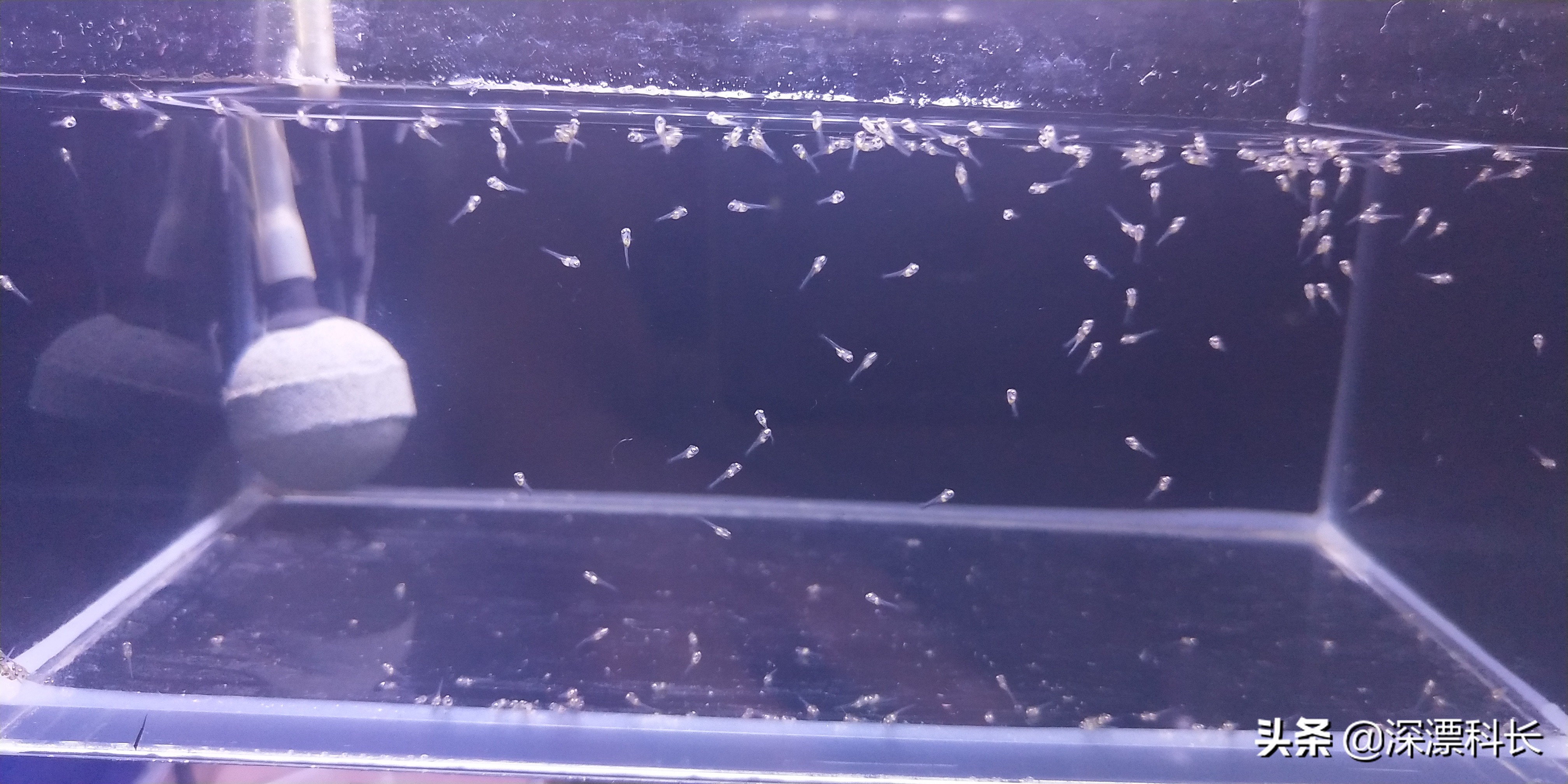 荷兰凤凰球和金波子哪个好养,金波子荷兰凤凰