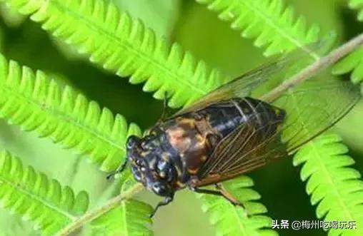 听说梅州人口味这么重，我上去就是一巴掌