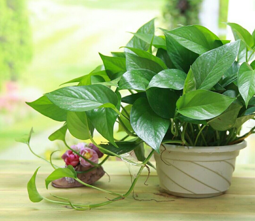 室内水培养花技巧与方法,水培养花哪种最好养