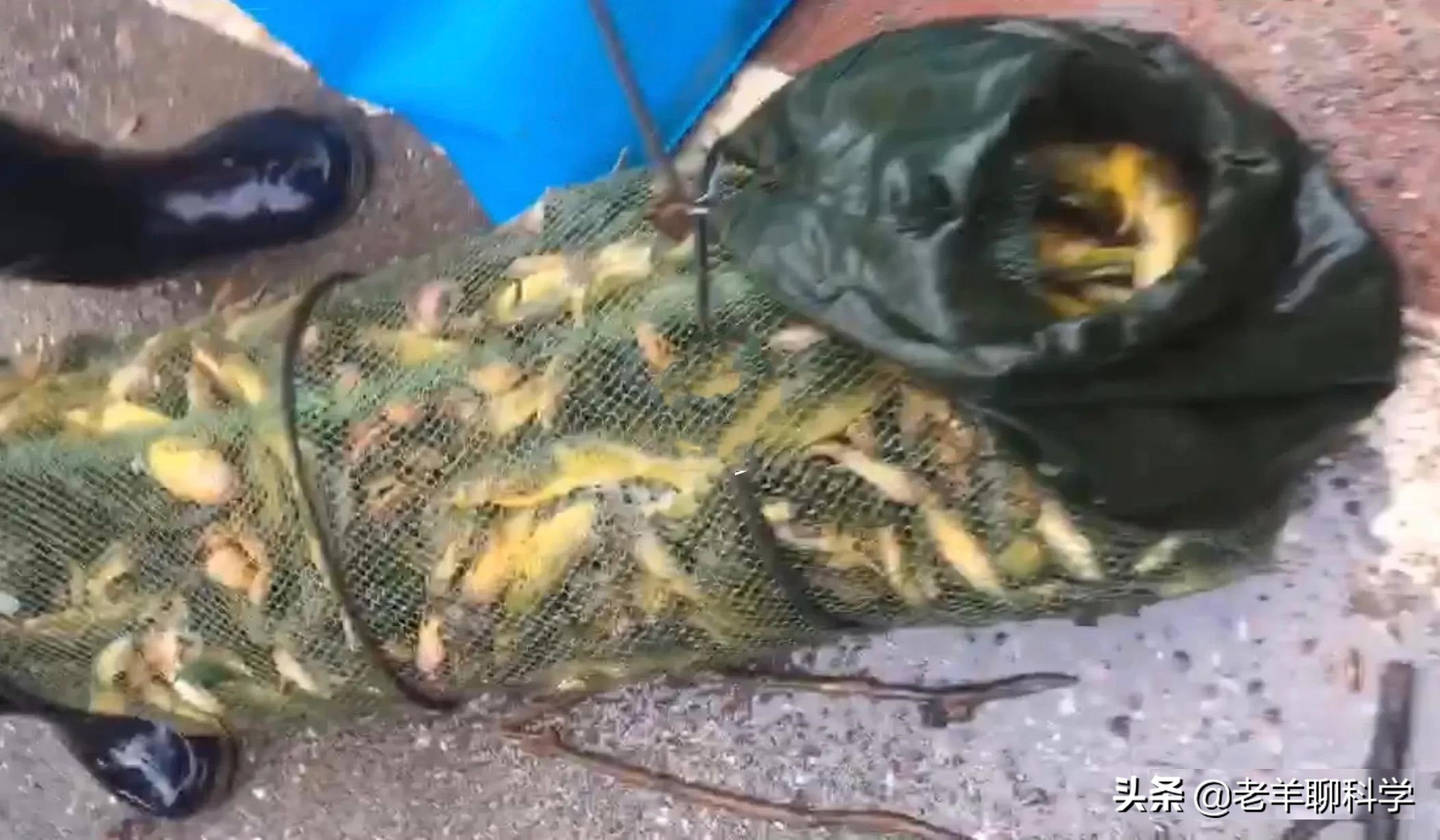 三男子猎捕芝麻剑被刑拘,3男子猎捕芝麻剑被刑拘