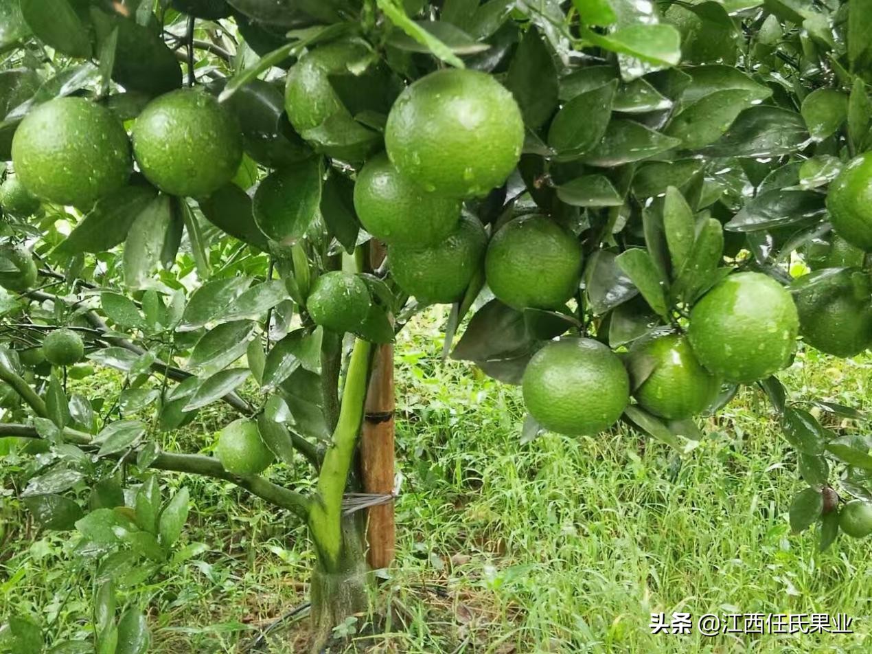 南方春季能种植皇帝柑吗,广东皇帝柑种植基地有苗卖吗