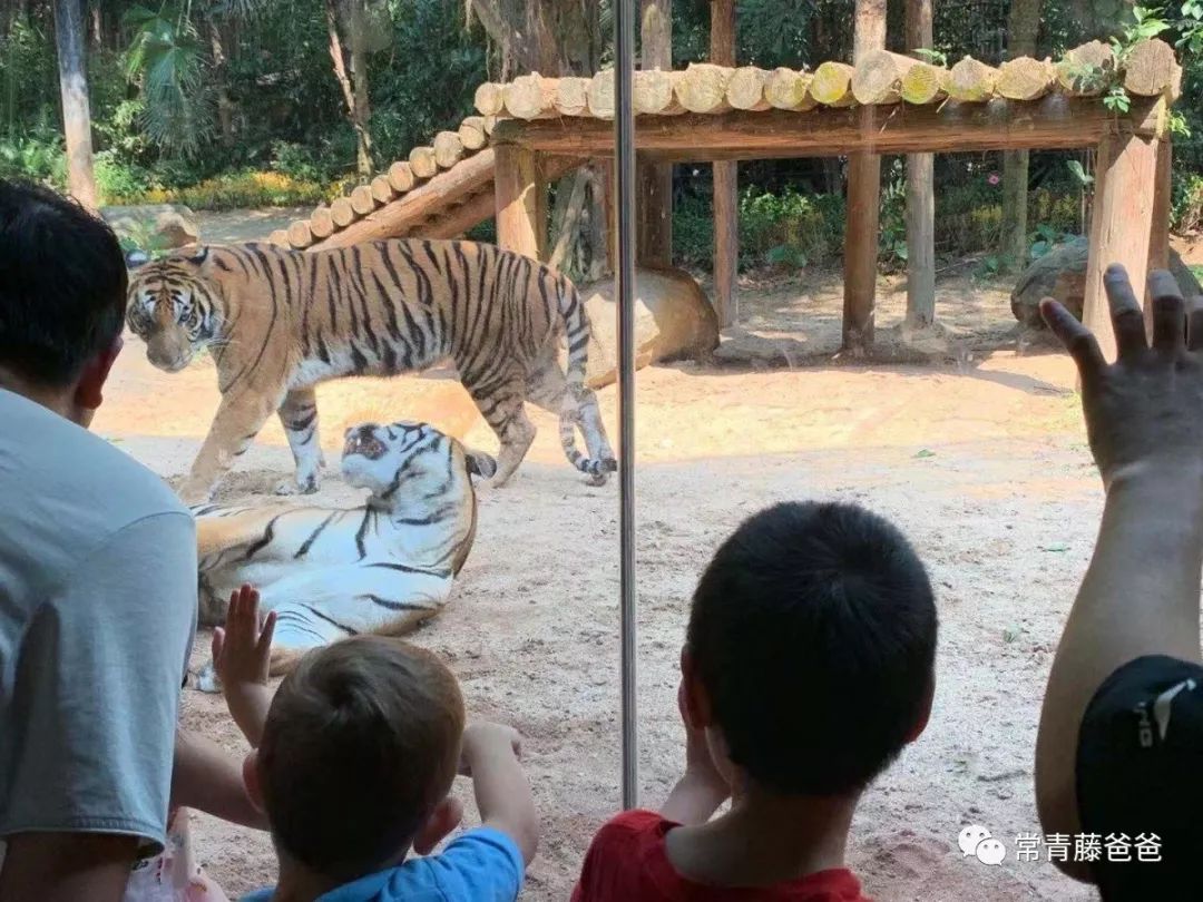 广州长隆攻略两天一夜住哪个酒店,去珠海长隆前一天下午游玩攻略