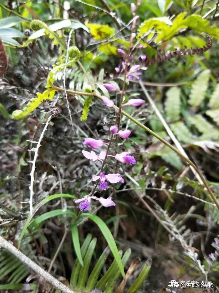 认识身边的中药材,认识中医寻找身边的中药