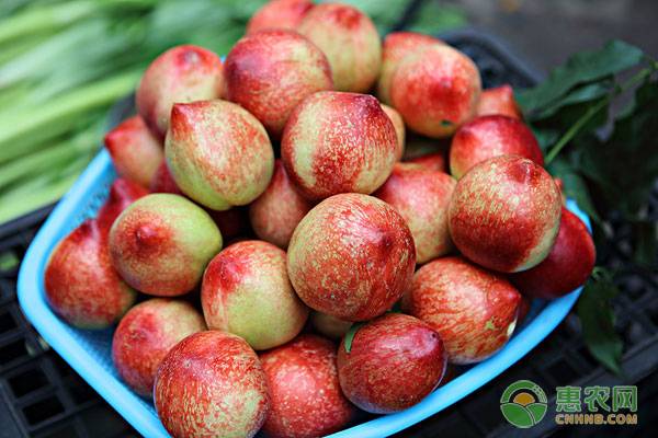 2023年油桃价格今日行情,砀山油桃最新价格
