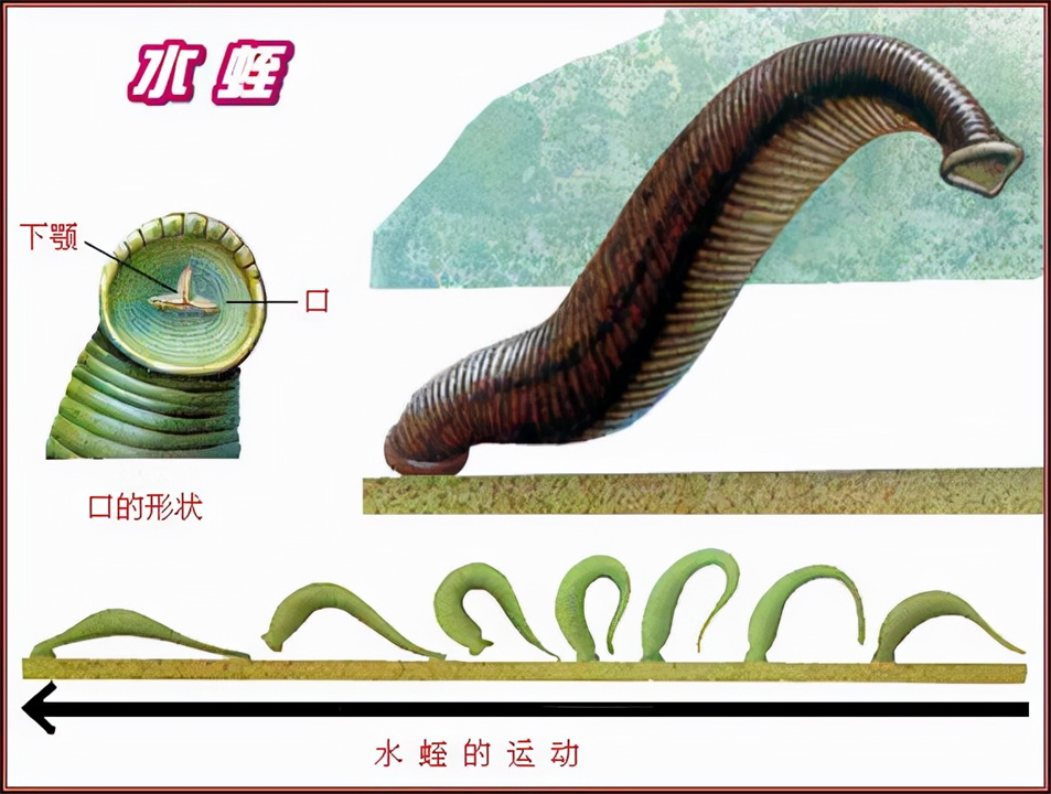 水蛭被人吃进肚子里它能活多久,水蛭误吃进肚子里怎么办