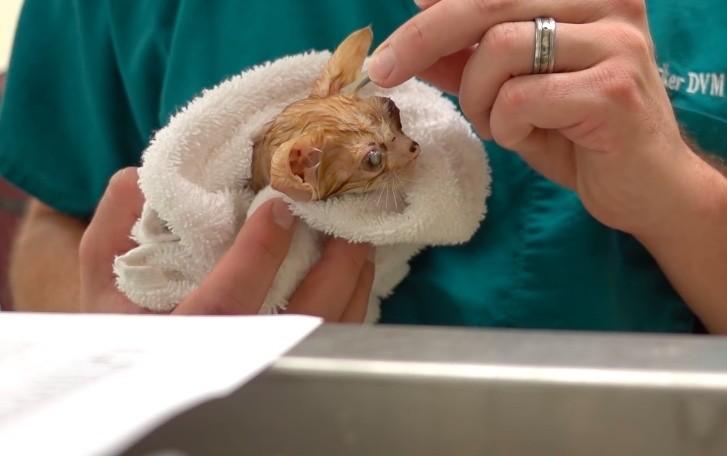 猫咪眼睛受伤严重可以自愈么,猫咪眼睛红肿泪痕严重