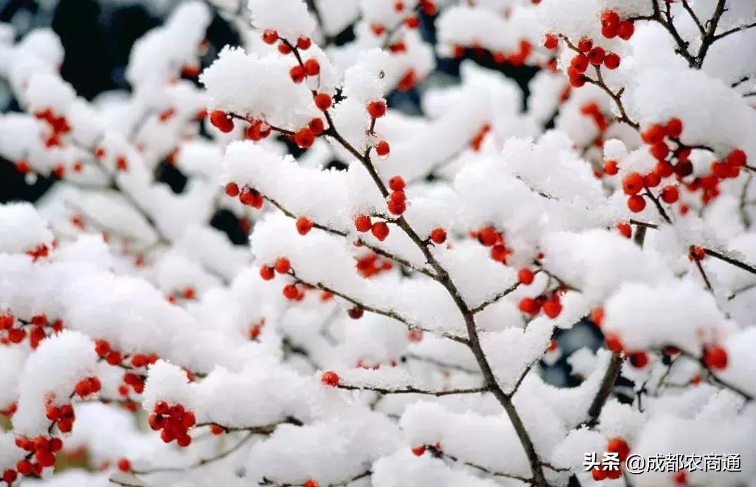 中国国花牡丹梅花之争,牡丹作为中国国花的特点