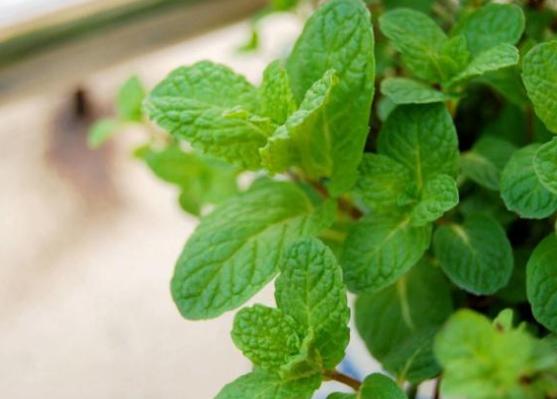 什么薄荷适合盆栽养殖呢,家养薄荷养殖方法