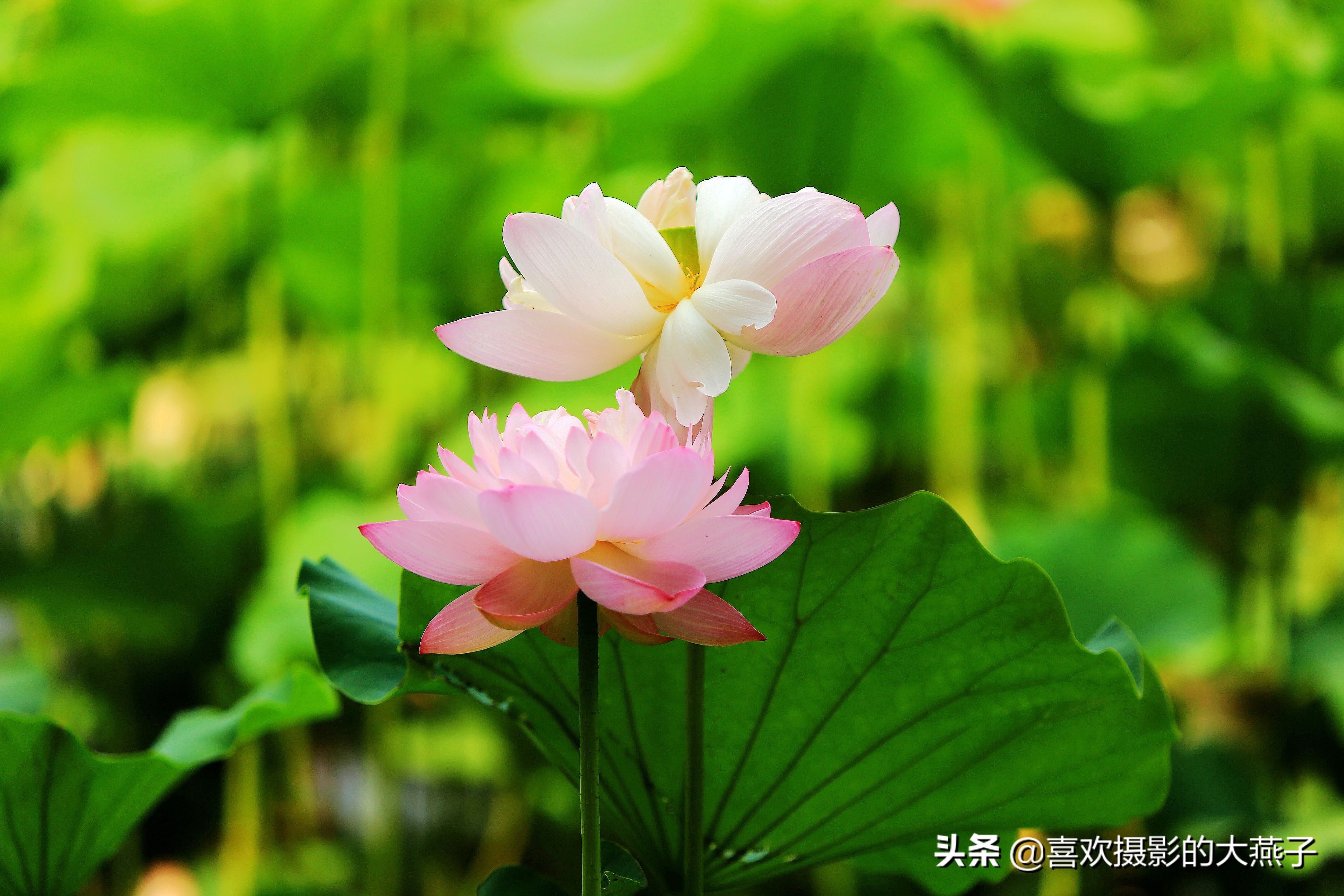 紫竹院京城景区,京城皇家御河紫竹院