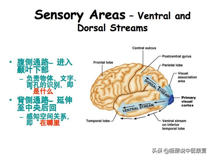 中枢神经系统断层解剖讲解,中枢神经3d解剖动画