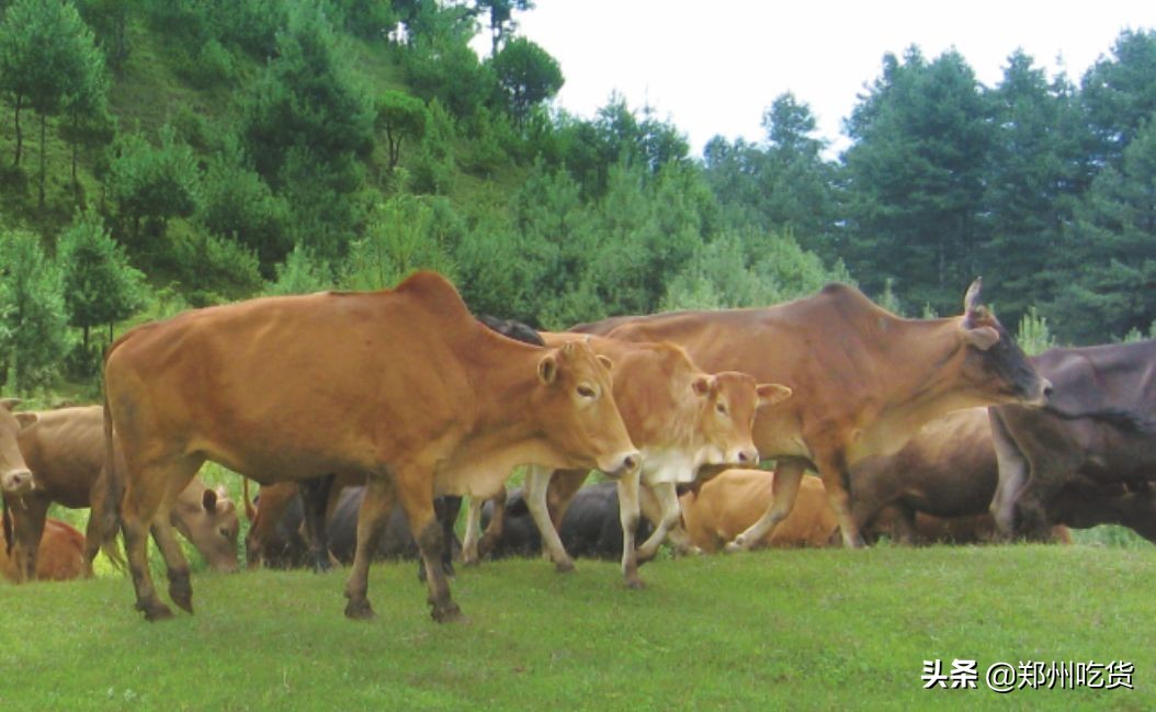 新年新气象，鲤鱼跃龙门！阿五新店3.0版本上线