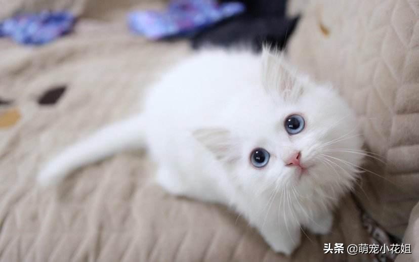 垃圾桶内传出一阵阵猫叫，打开一看，居然是一只面部溃烂的猫咪