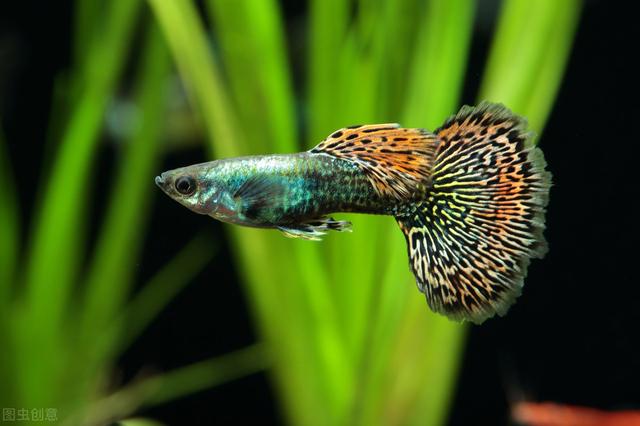 孔雀鱼小鱼单独养多久,孔雀鱼小鱼多久后可以和大鱼混养