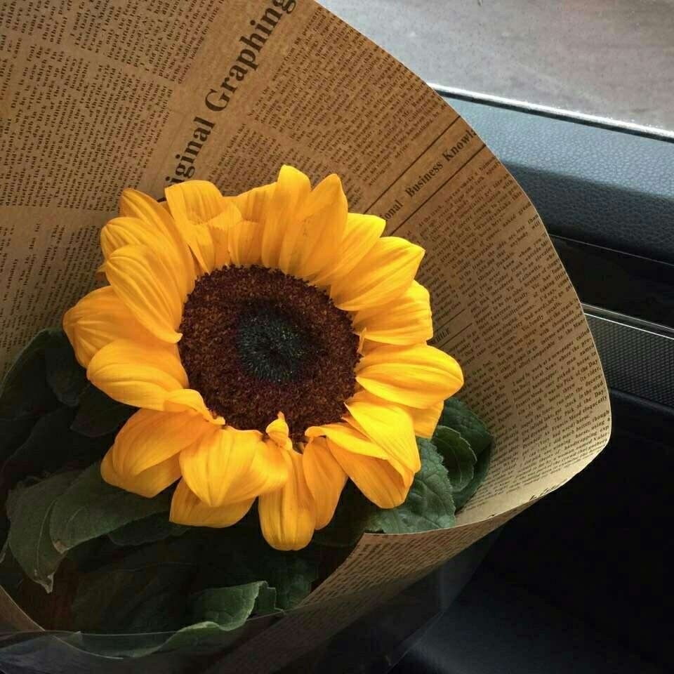 向日葵向阳而生下一句是什么,向日葵向阳而生文案