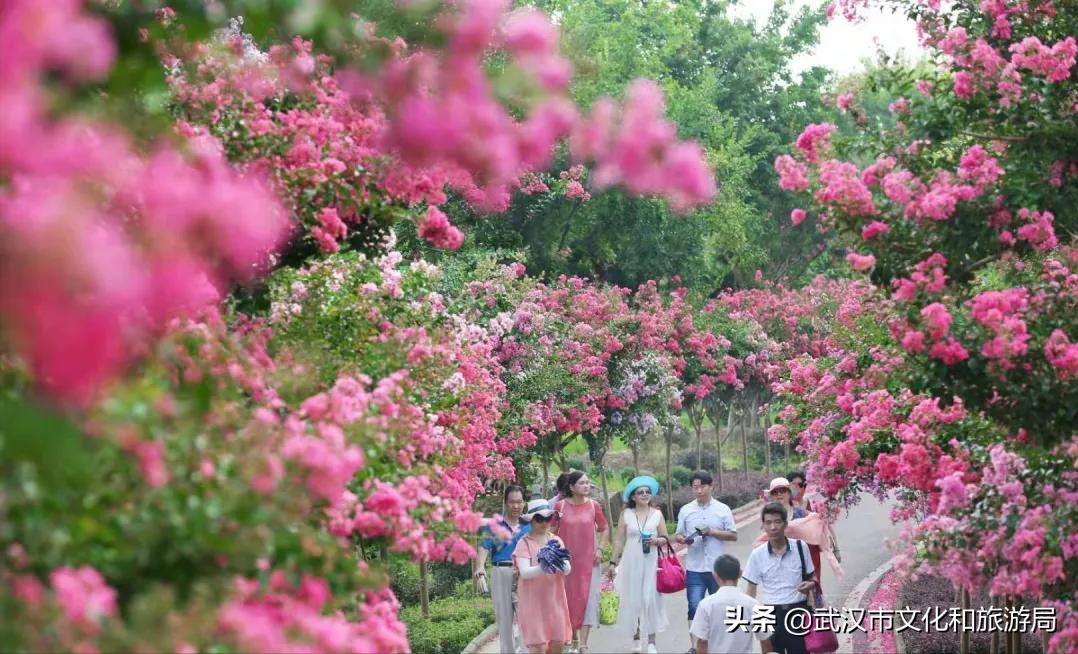 花young官方购票,花young套餐29元103g联通