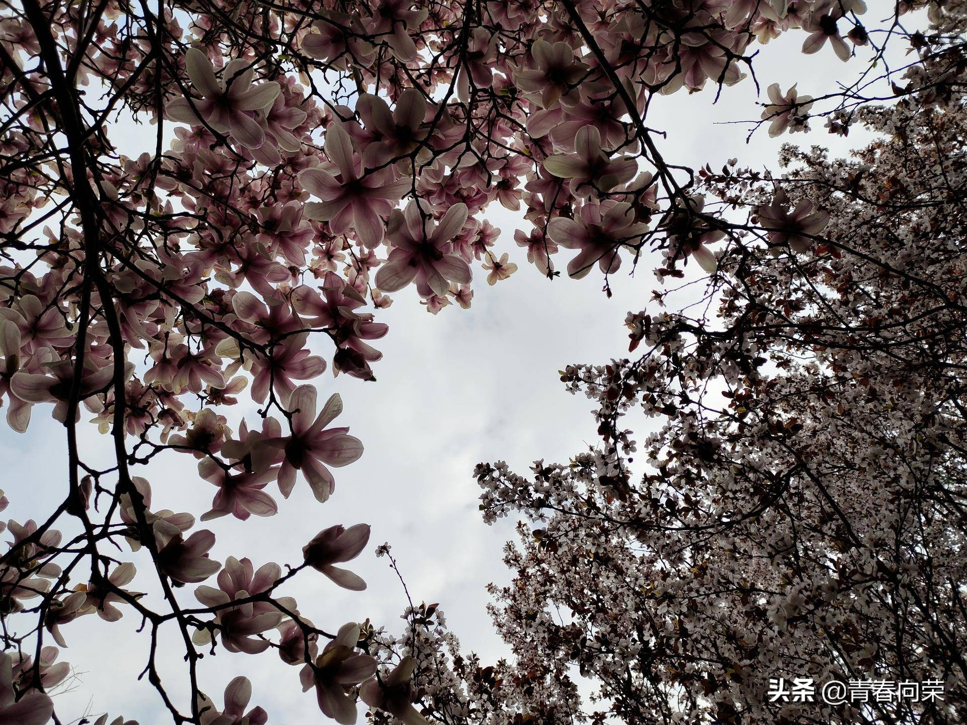 一份来自用户角度的评测：VIVONEX3S手机