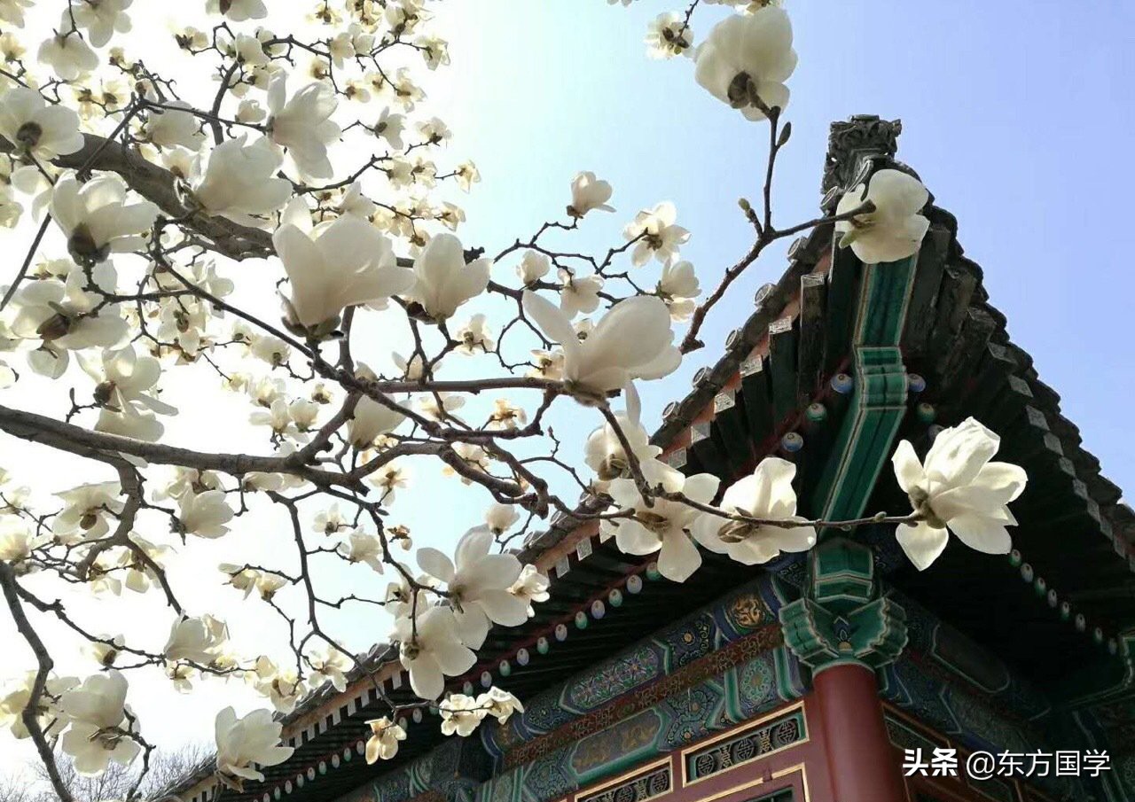 北京四月赏玉兰花的地方,北京赏玉兰的地方