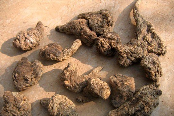 农村地里不起眼的野草,农村常吃的40种野草