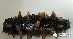 海参小米粥的做法孕妇食用,海参小米粥的做法月子