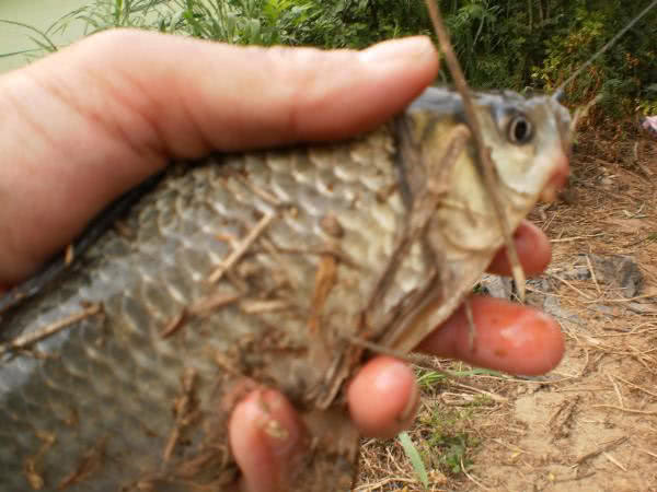 夏季钓野河怎样选钓位,初夏钓野鲫怎么选钓点