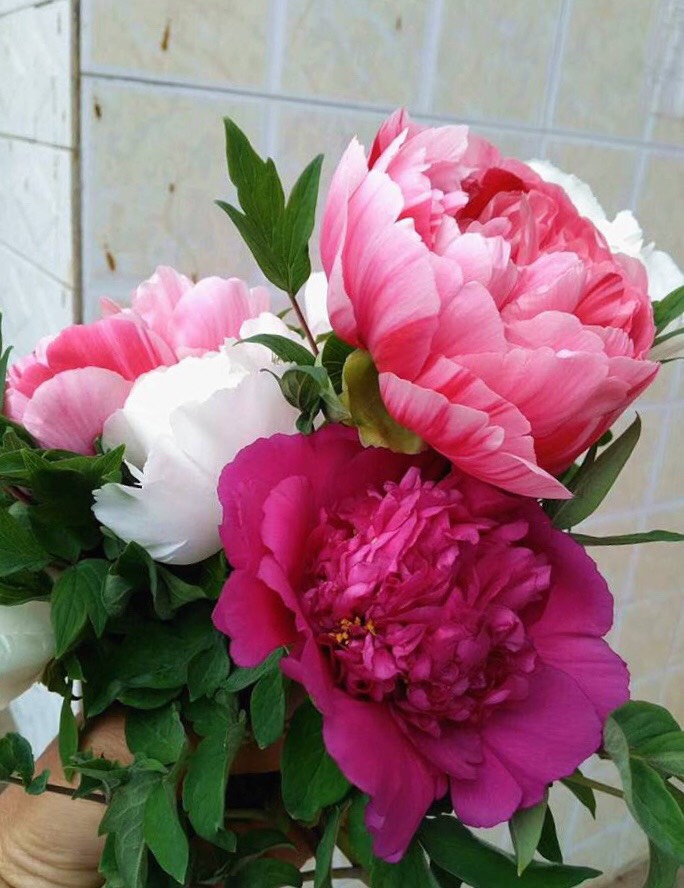 盆栽牡丹怎么养视频,盆栽牡丹的种植方法及管理