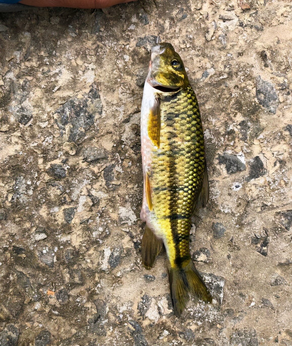 罕见的野生山龟,渔民捕获罕见龟