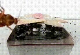 灭蟑螂最好的方法最简单的,灭蟑螂的方法可以消灭蚂蚁吗